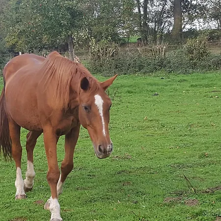 Camden House 住宿加早餐酒店
