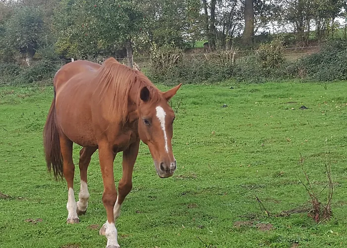 Camden House Bed & Breakfast